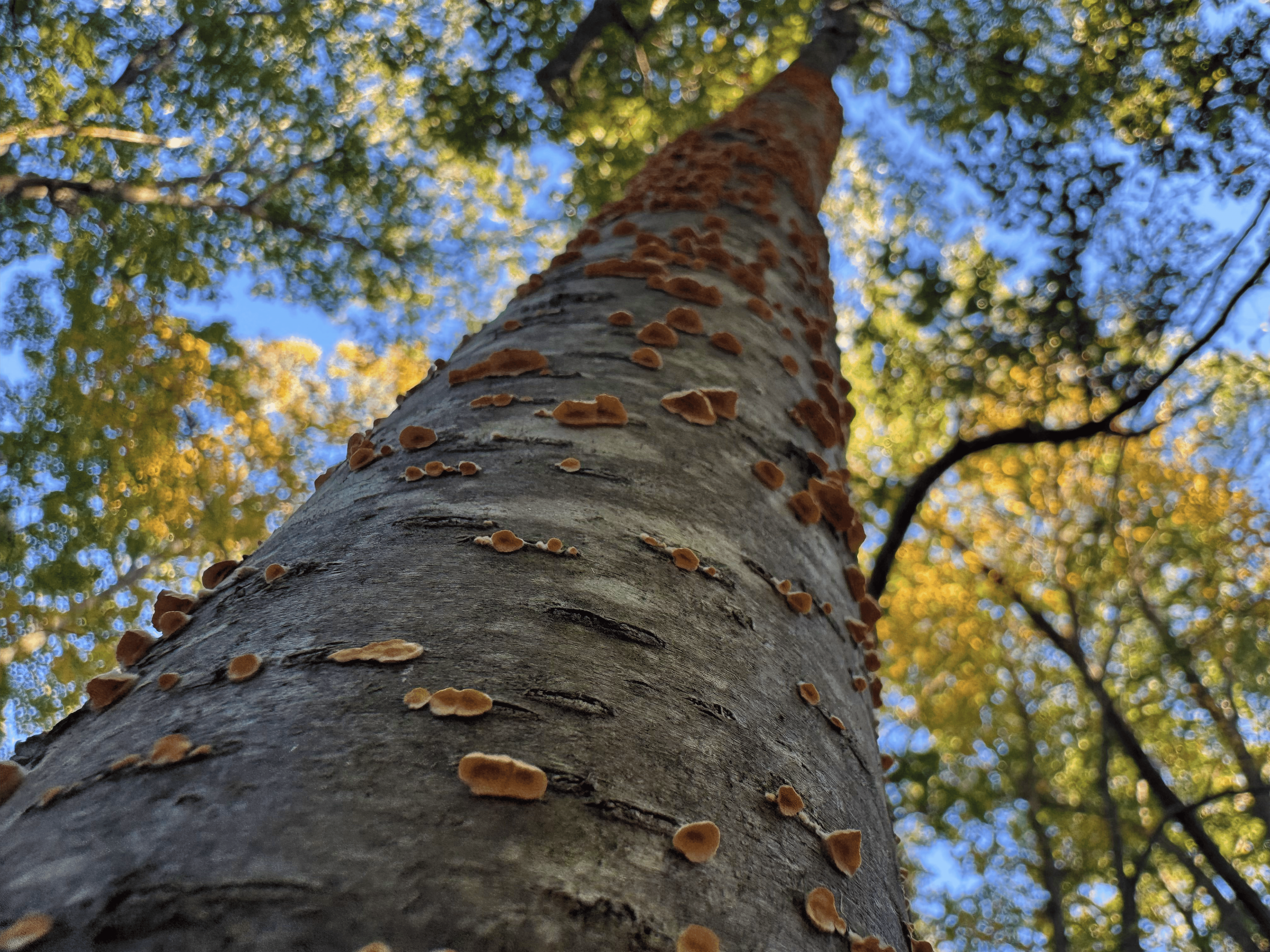 A close-up view looking up the trunk of a tall tree covered in small orange fungi, with sunlight filtering through green and yellow leaves above.