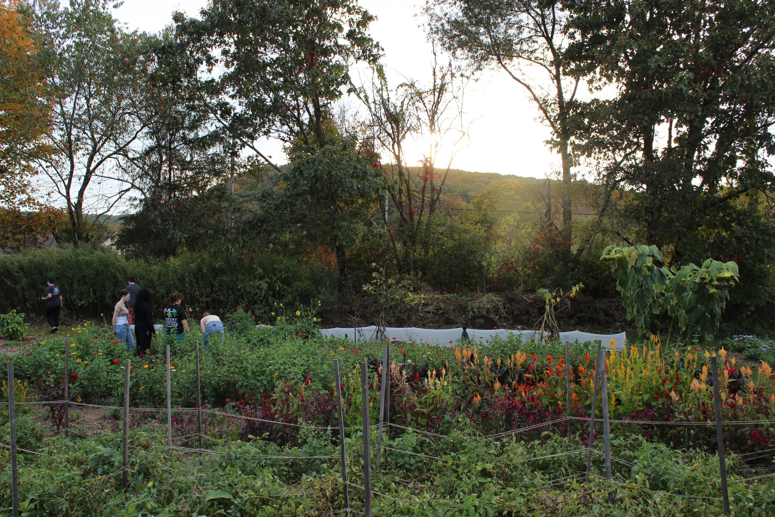 A group of people working together in a lush community garden surrounded by colorful flowers and greenery, with trees and hills in the background at sunset.