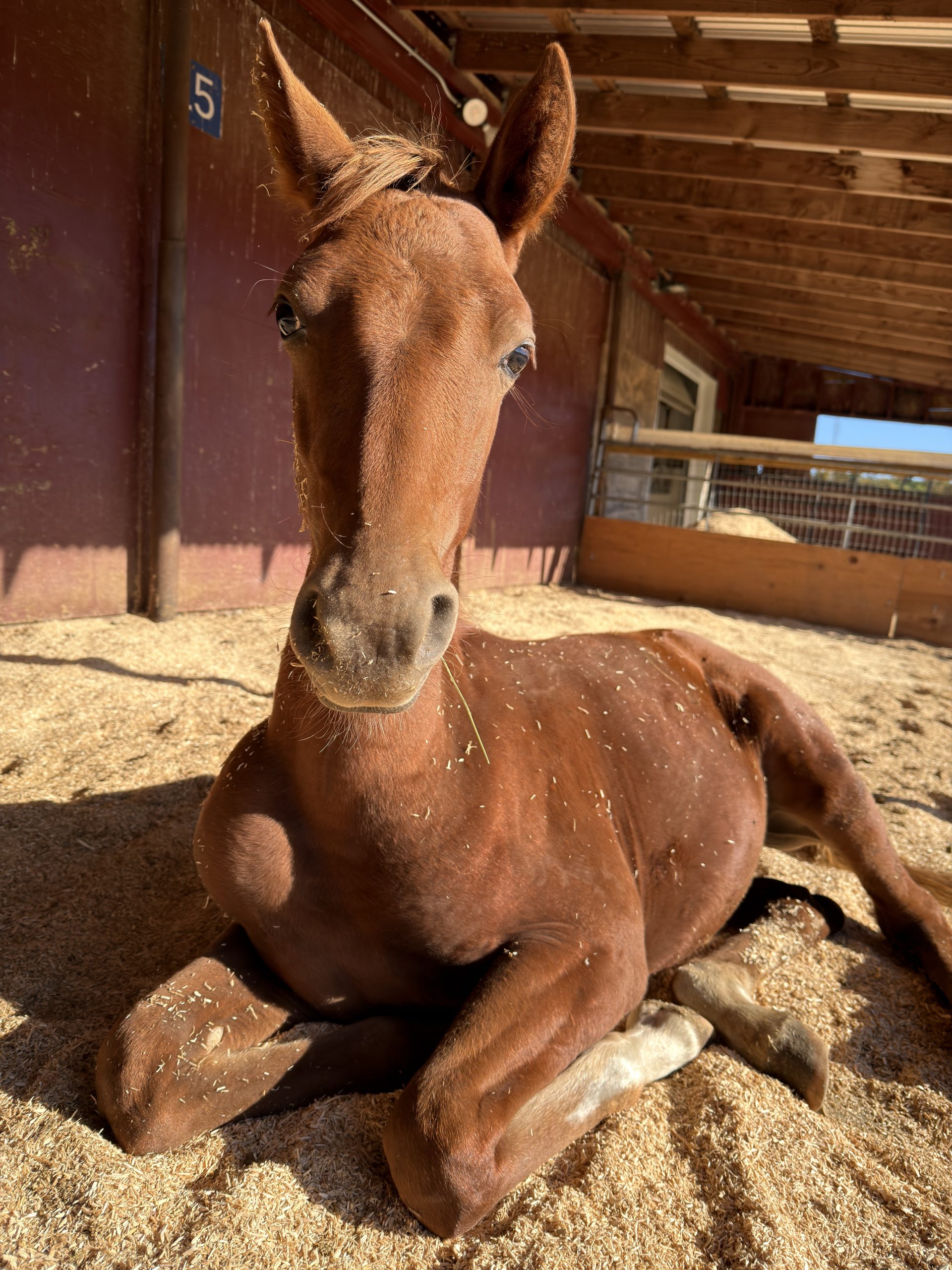 A young brown colt rests on a bed of straw inside a sunny stable, looking toward the camera.