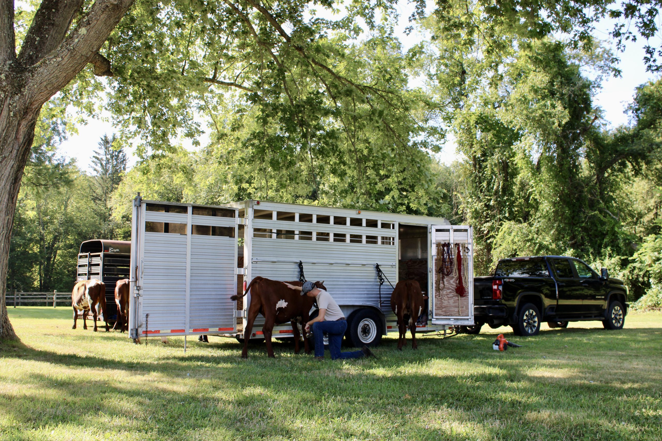 A person kneels beside a cow, grooming it near a livestock trailer and truck under the shade of tall green trees on a sunny day.